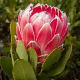 Protea Pink Princess P14proppr - Garden Express Australia