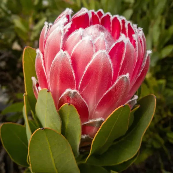 Protea Pink Princess Protea Pink Princess