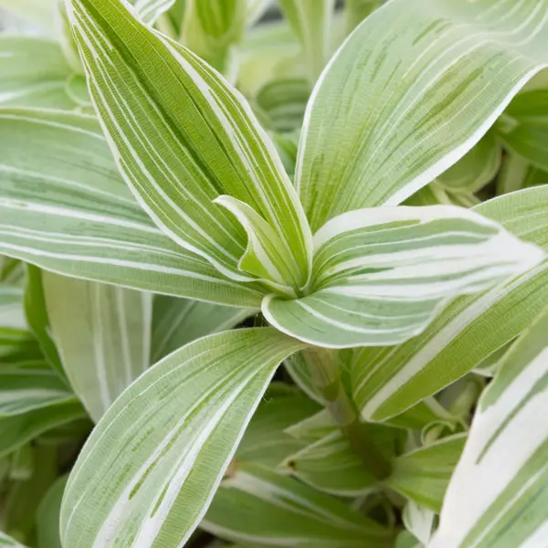 Tradescantia Quicksilver