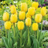 Tulip Darwin Hybrid Collection- Bold Colours Tulip Darwin Hybrid Collection- Bold Colours