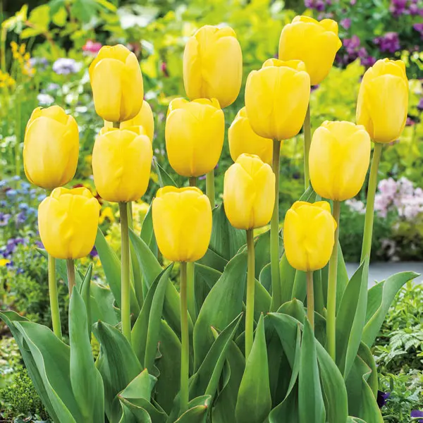 Tulip Darwin Hybrid Collection- Bold Colours