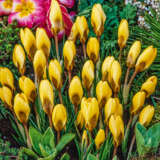 Crocus Chrysanthus Sunkist Pkcrocsu - Garden Express Australia