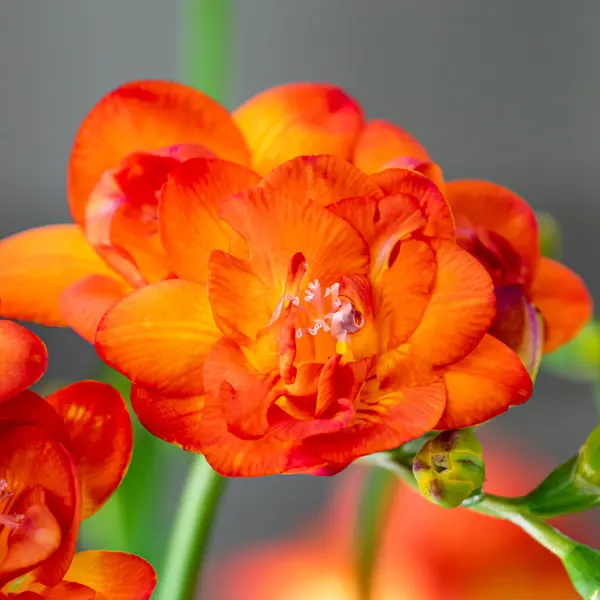 Freesia Bastogne