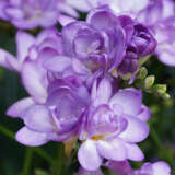 Freesia Biscaya Pkfrebis 2026 - Garden Express Australia