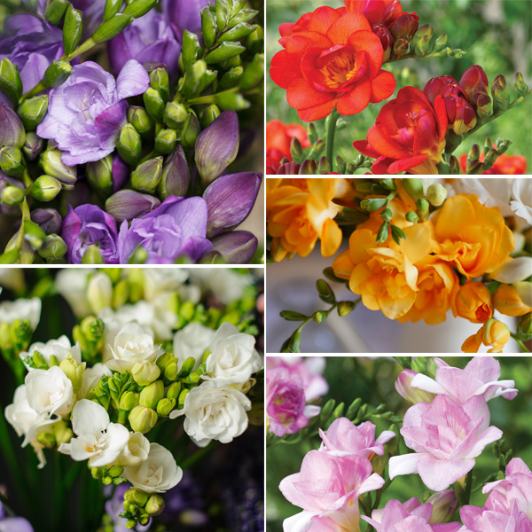 Freesia Double Collection