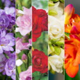 Freesia Double Collection 2026 Colfredco - Garden Express Australia