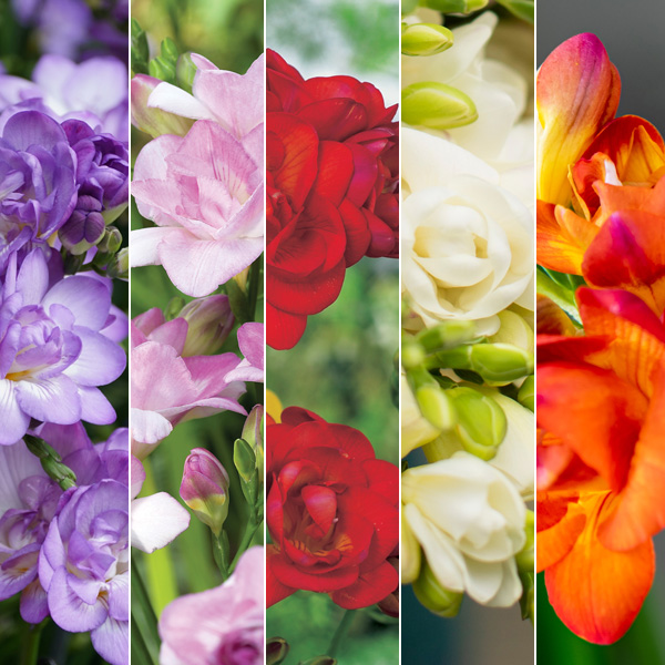 Freesia Double Collection Freesia Double Collection