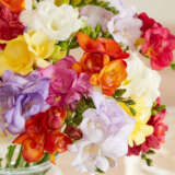 Freesia Double Mixed 2 Pkfredmx 2026 - Garden Express Australia