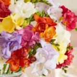 Freesia Double Mixed 2 Pkfredmx 2026 - Garden Express Australia