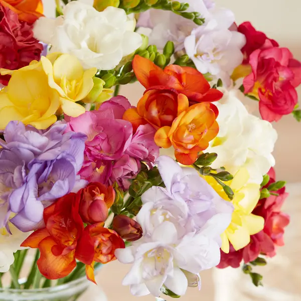 Freesia Double Mixed