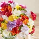 Freesia Double Mixed