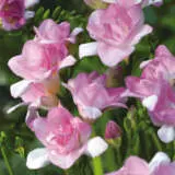 Freesia Honeymoon Pkfrehon - Garden Express Australia