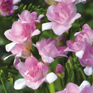 Freesia Honeymoon