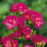 Freesia Purple Rain Freesia Purple Rain