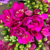 Freesia Purple Rain Pkfrepra 2026 - Garden Express Australia