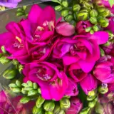 Freesia Purple Rain Pkfrepra 2026 - Garden Express Australia