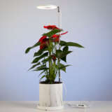 Halolight Indoor Grow Lamp Acchalolt - Garden Express Australia