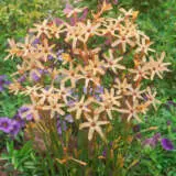 Ixia Eos Pkixieos - Garden Express Australia