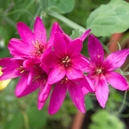 Ixia Venus - Garden Express