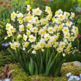 Jonquil Avalanche