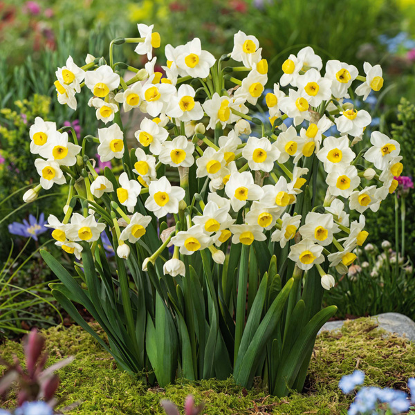 Jonquil Avalanche