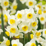 Jonquil Avalanche