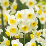 Jonquil Avalanche