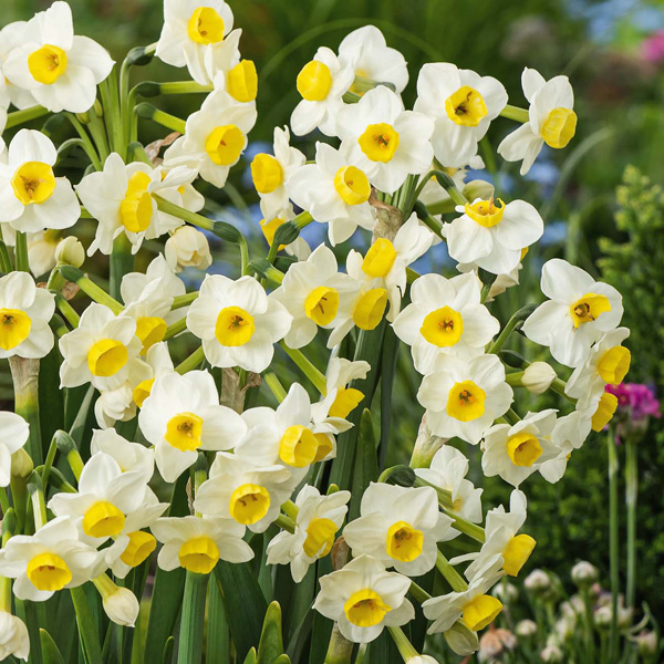 Jonquil Avalanche Jonquil Avalanche