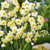 Jonquil Avalanche