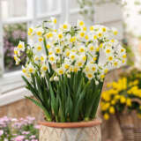 Jonquil Avalanche