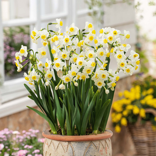 Jonquil Avalanche