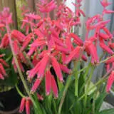 Lachenalia Pendula Pklacpen By Kenpei Own Work Via Wiki - Garden Express Australia