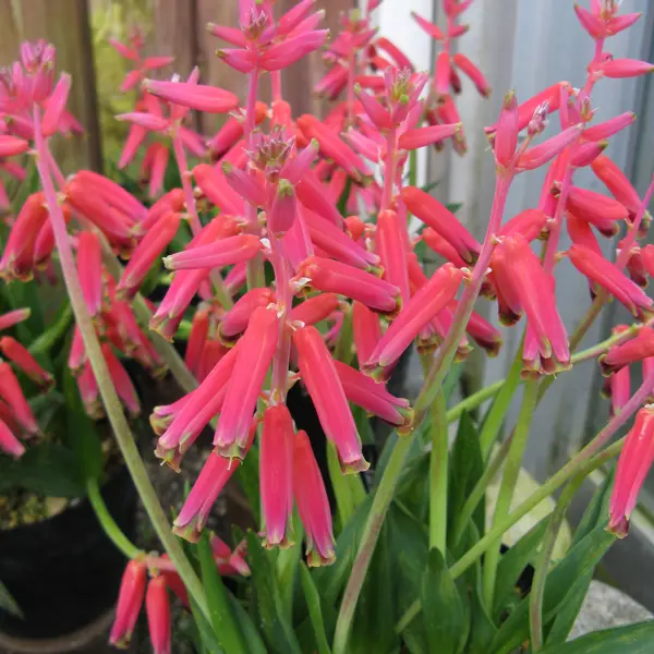 Lachenalia Pendula