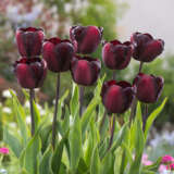 Tulip Continental 2 Pktulcnt 2026 - Garden Express Australia