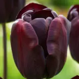 Tulip Continental Tulip Continental