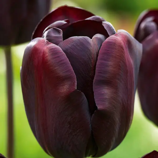 Tulip Continental Tulip Continental