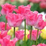 Tulip Crown Of Dynasty 3 Pktulcod 2026 - Garden Express Australia