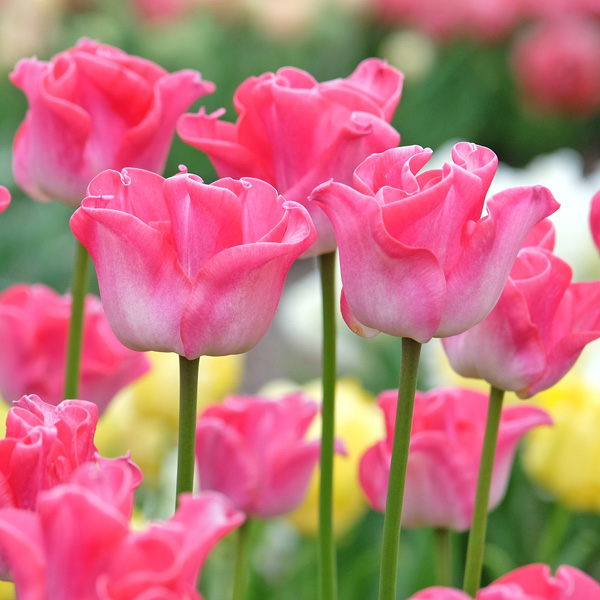 Tulip Crown Of Dynasty Tulip Crown Of Dynasty