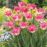 Tulip Crown Of Dynasty Tulip Crown Of Dynasty