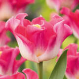 Tulip Crown Of Dynasty Tulip Crown Of Dynasty