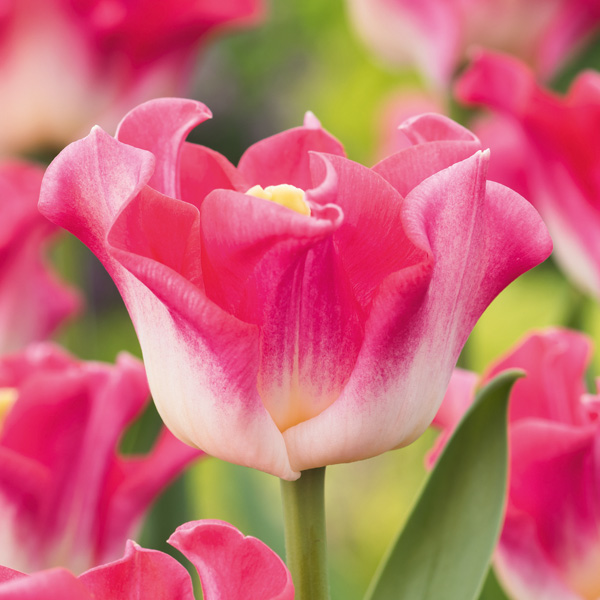 Tulip Crown Of Dynasty Tulip Crown Of Dynasty