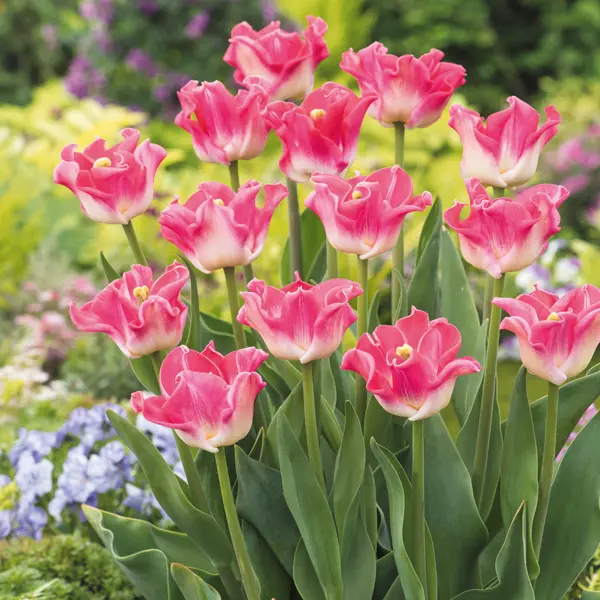 Tulip Crown Of Dynasty