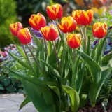Tulip Dow Jones Pktuldjo - Garden Express Australia