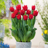 Tulip Red Rover