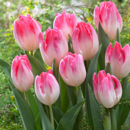 Tulip Sinfonie Pktulsin - Garden Express Australia
