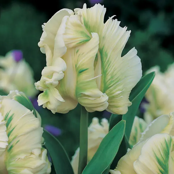 Tulip Super Parrot Tulip Super Parrot