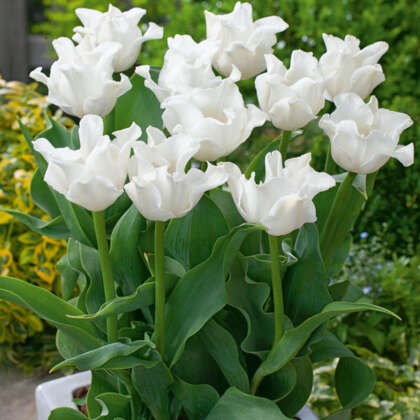 Tulip White Liberstar - Garden Express