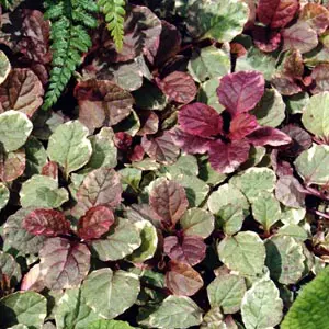 Ajuga Burgundy Glow