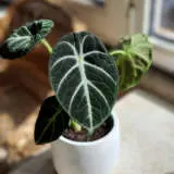 Alocasia Ninja P10alonin - Garden Express Australia