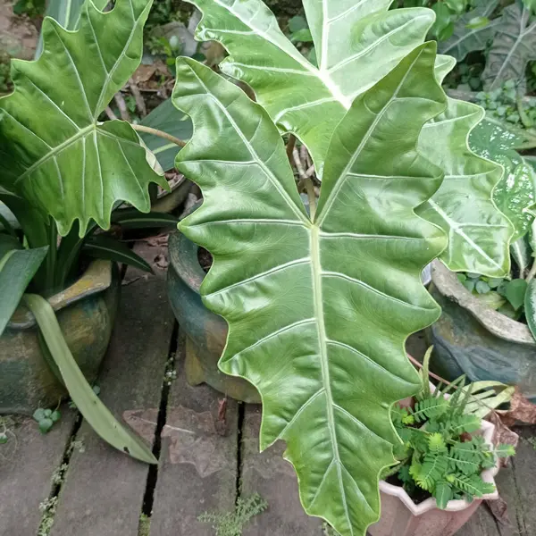 Alocasia Sarian